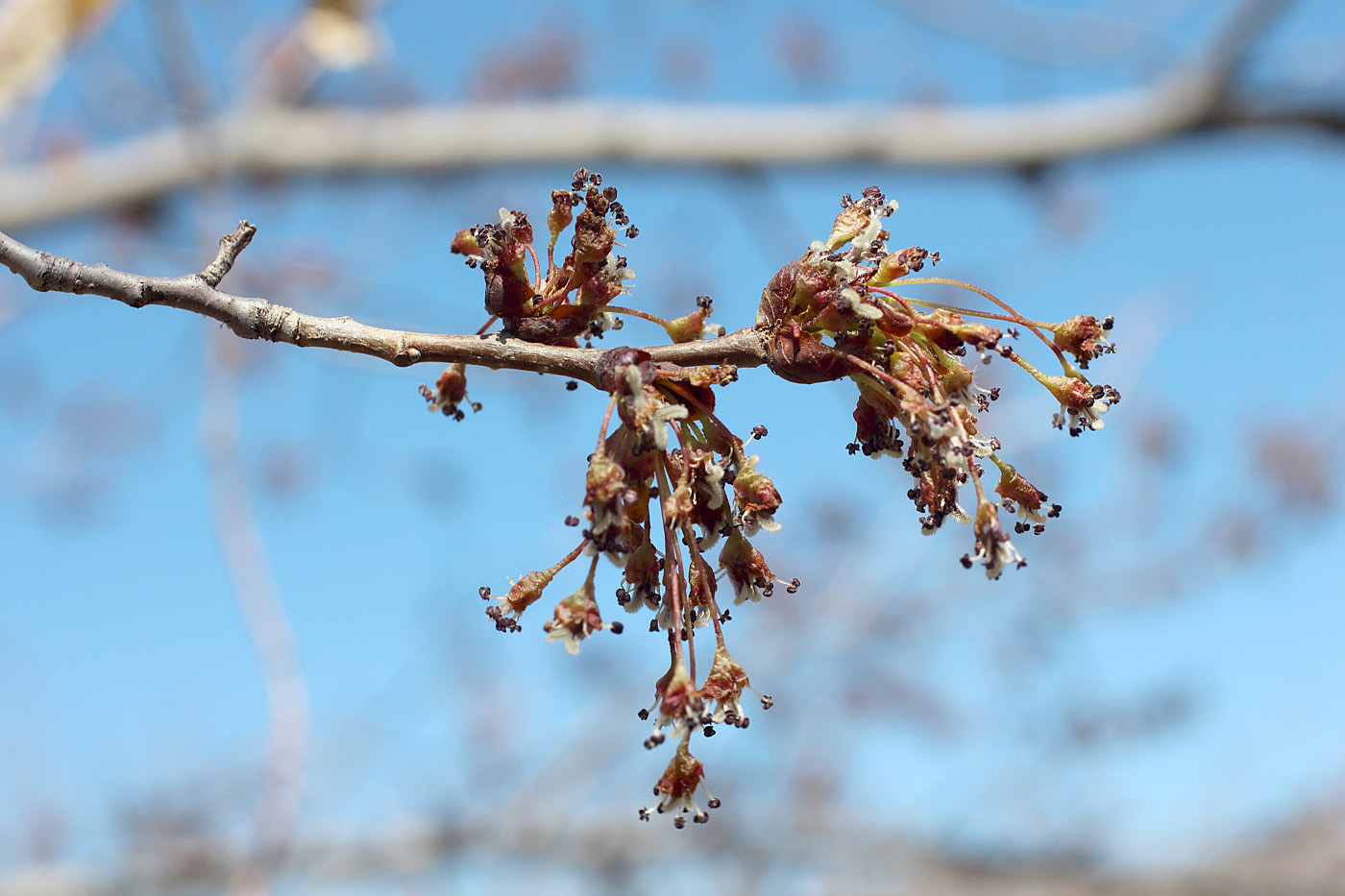 Image of Ulmus laevis specimen.