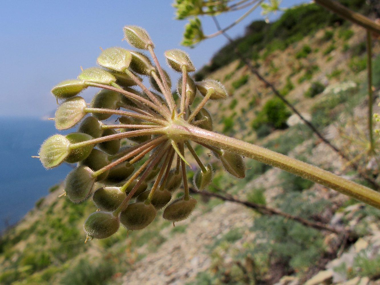 Image of Heracleum stevenii specimen.