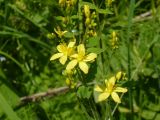 Hypericum hirsutum