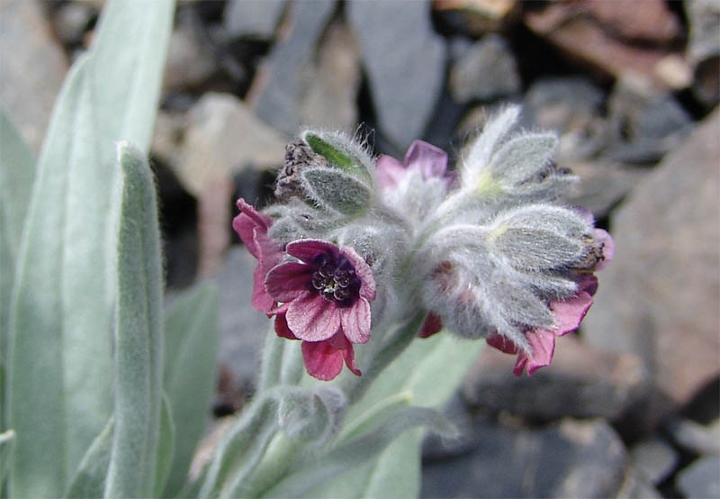 Image of Cynoglossum holosericeum specimen.