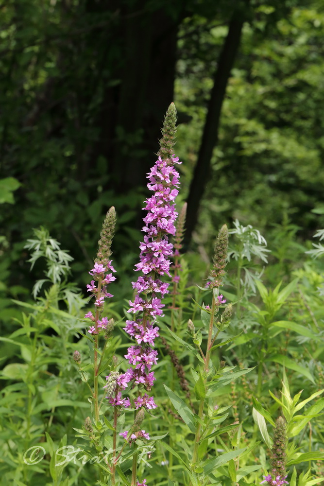 Изображение особи Lythrum salicaria.