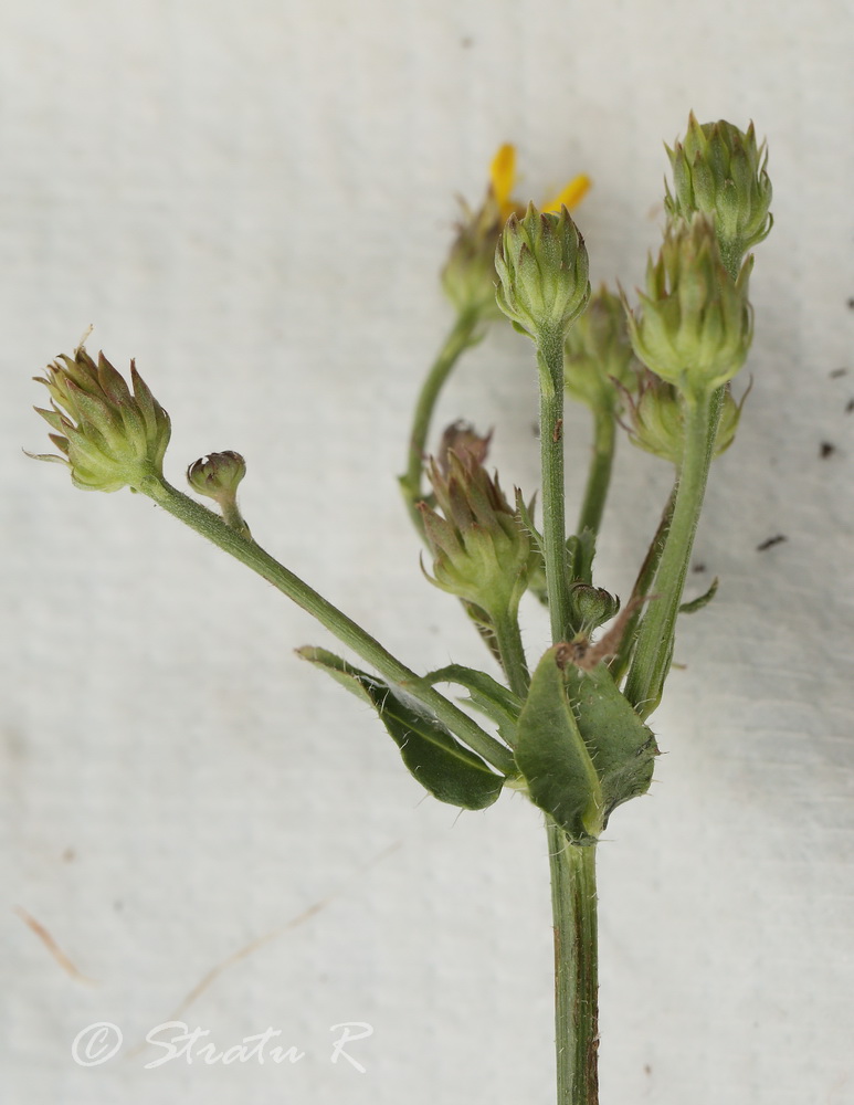 Image of genus Picris specimen.