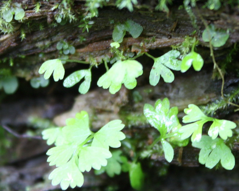 Image of Athyrium filix-femina specimen.