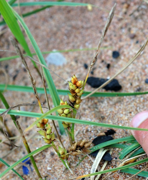 Изображение особи Carex pumila.