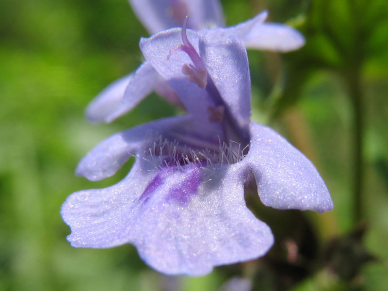 Image of Glechoma hederacea specimen.