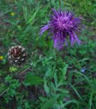 Centaurea scabiosa. Верхушка стебля с соцветиями. Республика Алтай, конец июля.