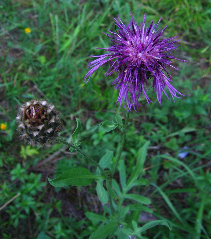 Изображение особи Centaurea scabiosa.