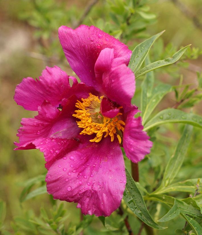 Image of Paeonia intermedia specimen.