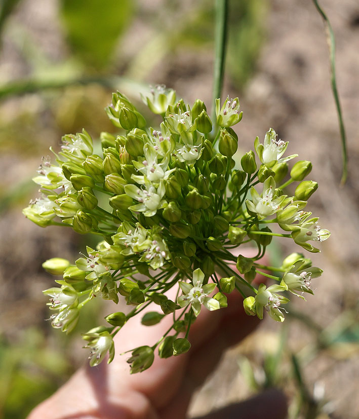 Изображение особи Allium valentinae.