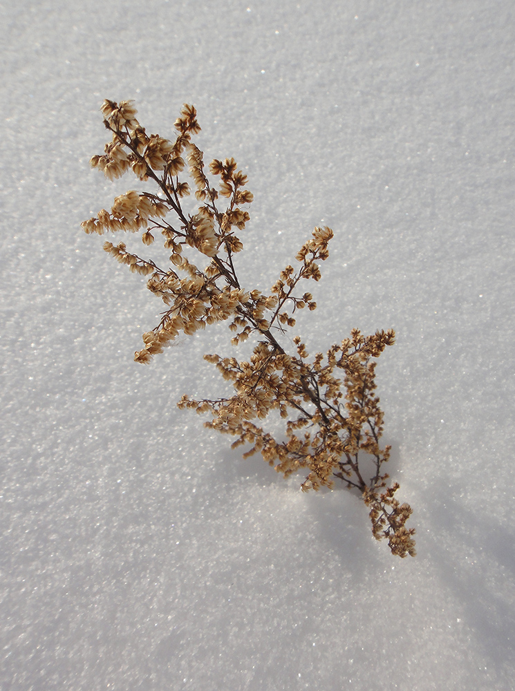 Image of Artemisia scoparia specimen.