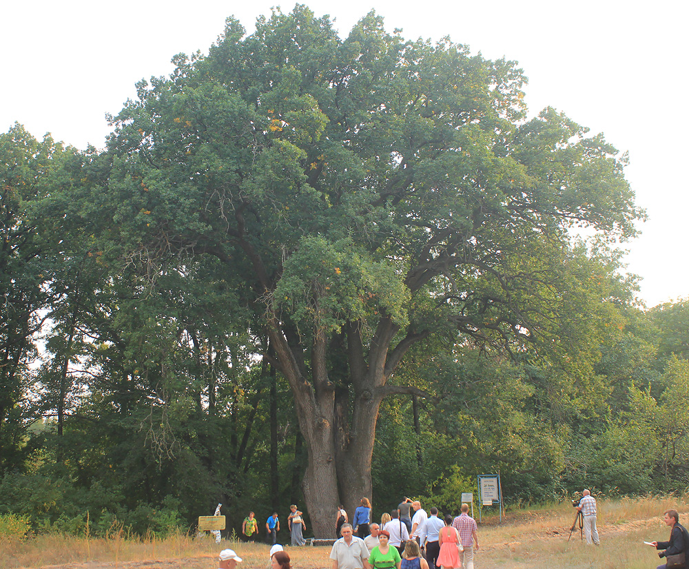 Image of Quercus robur specimen.