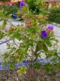 Tibouchina urvilleana