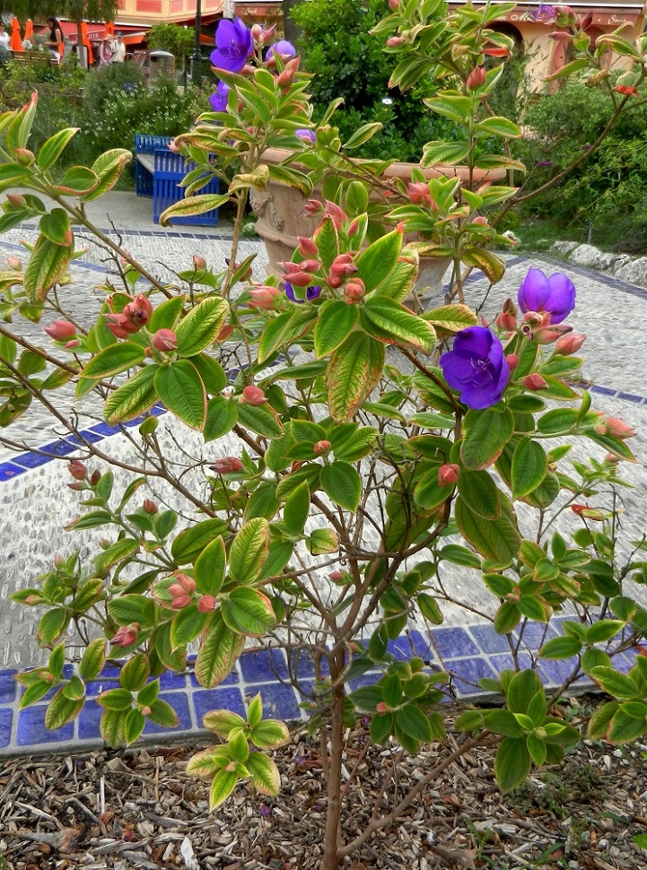 Image of Tibouchina urvilleana specimen.