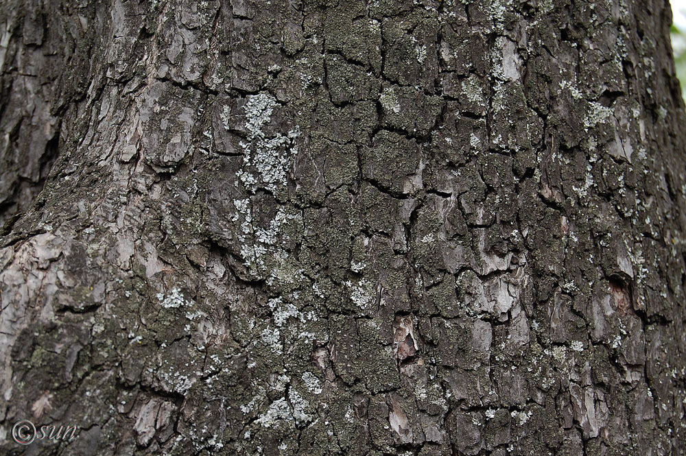 Image of Pyrus communis specimen.