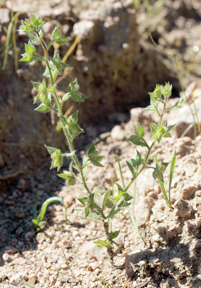 Image of Veronica campylopoda specimen.