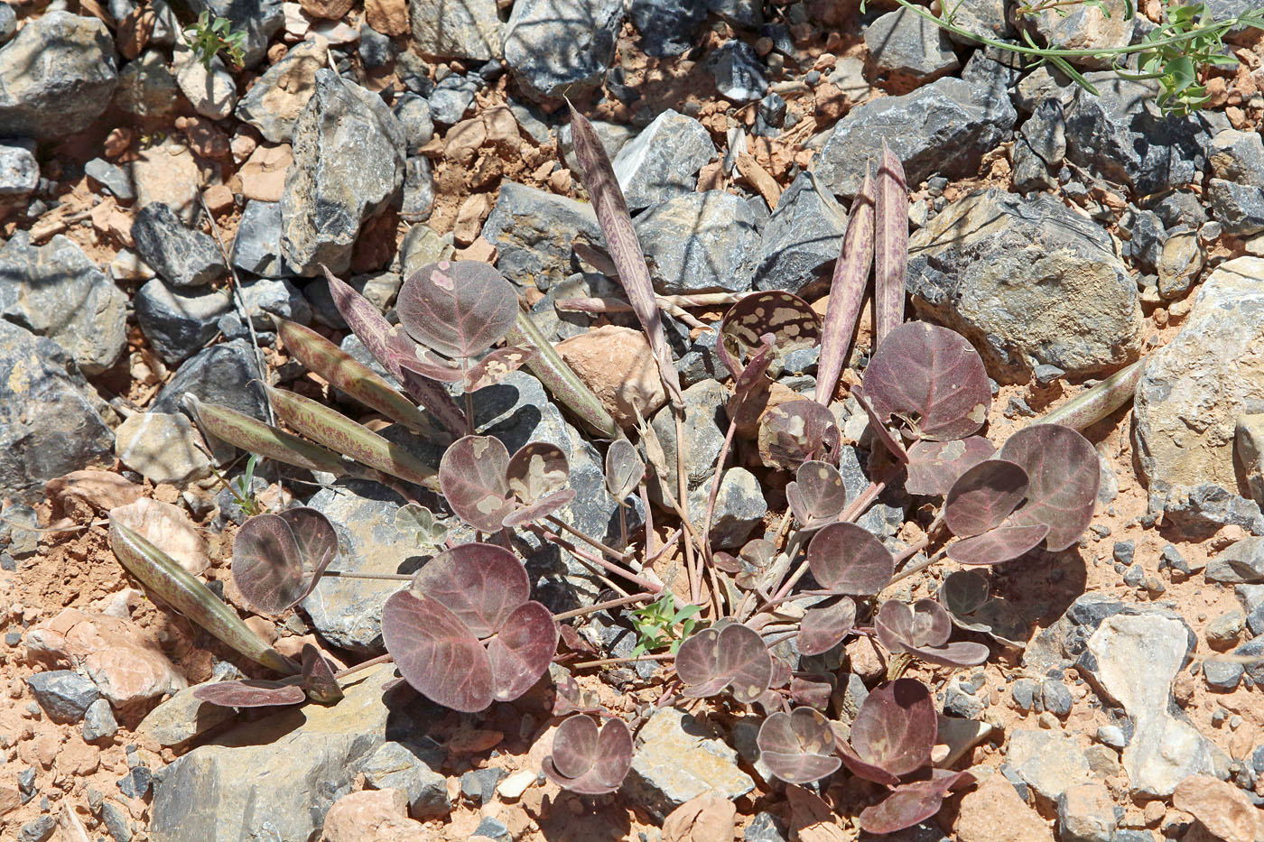 Image of Chesneya ternata specimen.