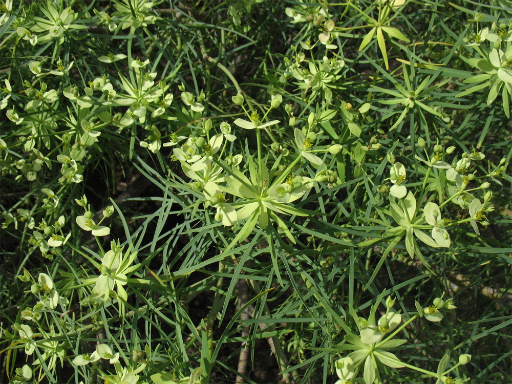 Image of Euphorbia regis-jubae specimen.