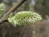 Salix cinerea. Пестичное соцветие. Нидерланды, провинция Drenthe, община Noordenveld, окр. озера Leekstermeer, придорожная канава, граничащая с пастбищем. 2 апреля 2010 г.