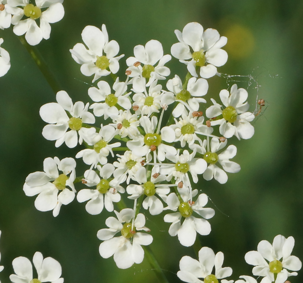 Image of Chaerophyllum prescottii specimen.