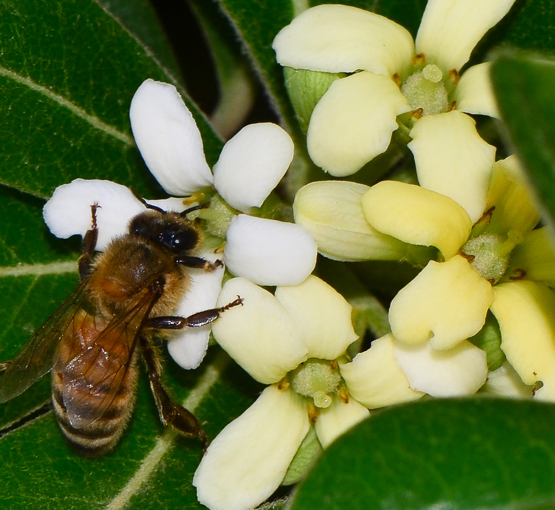 Изображение особи Pittosporum tobira.