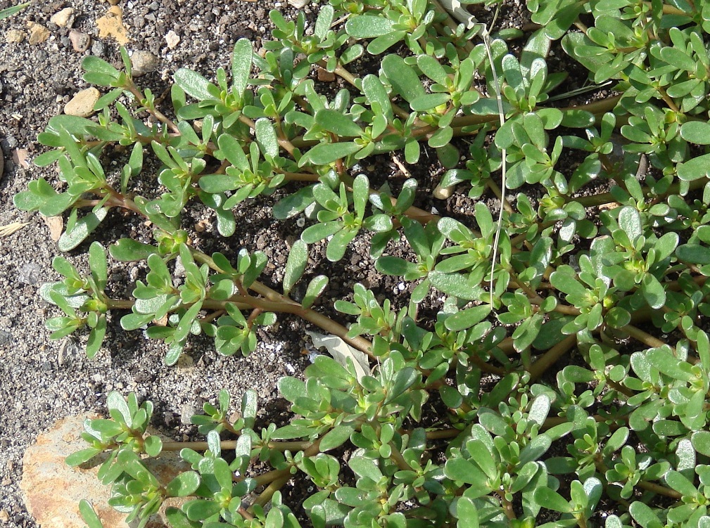 Image of Portulaca oleracea specimen.