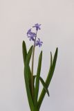 Hyacinthus orientalis. Цветущее растение. Республика Молдова, пригород Кишинёва. 8 апреля 2009 г.