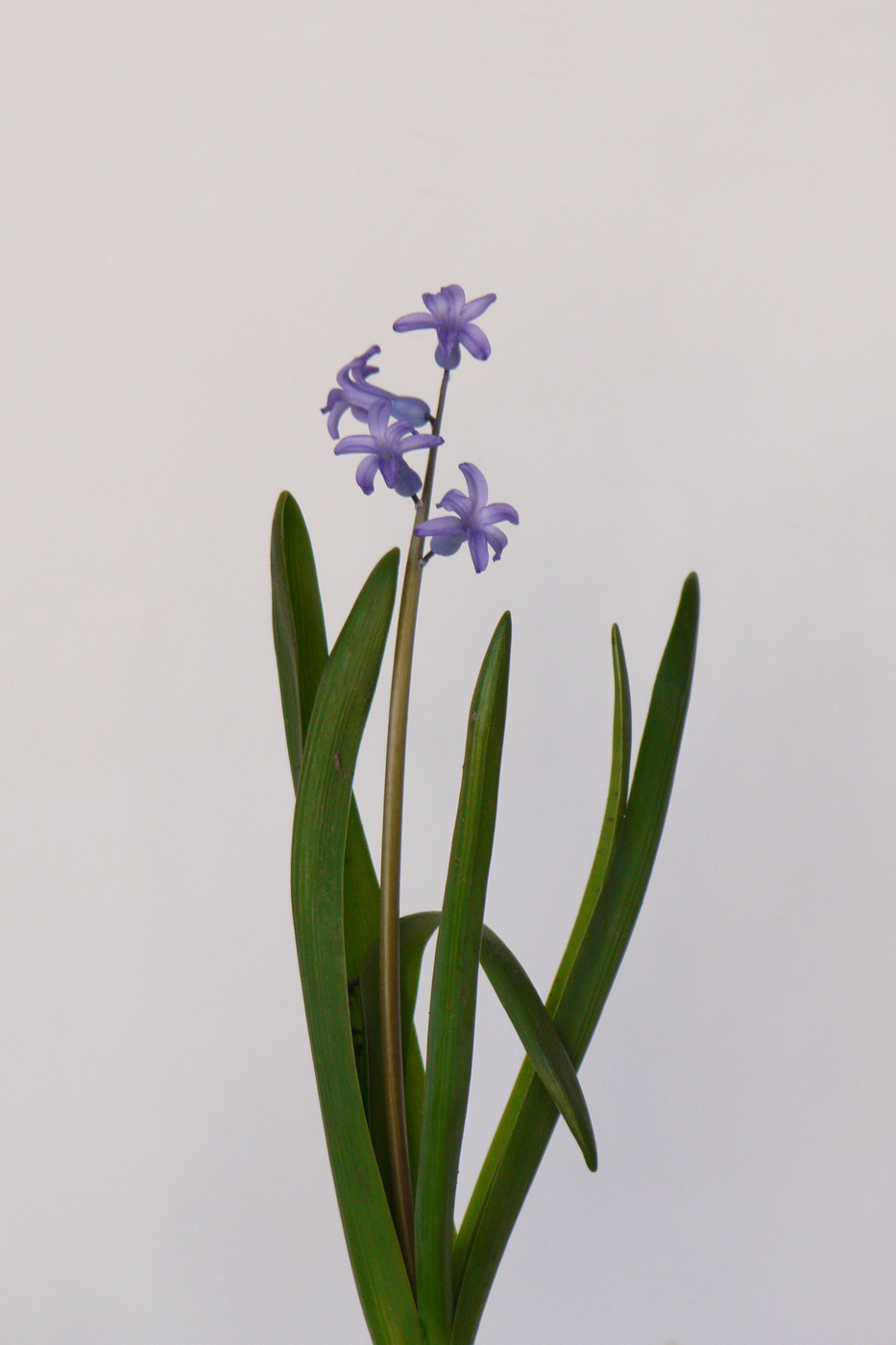 Изображение особи Hyacinthus orientalis.