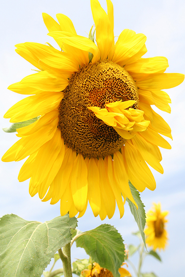 Image of Helianthus annuus specimen.