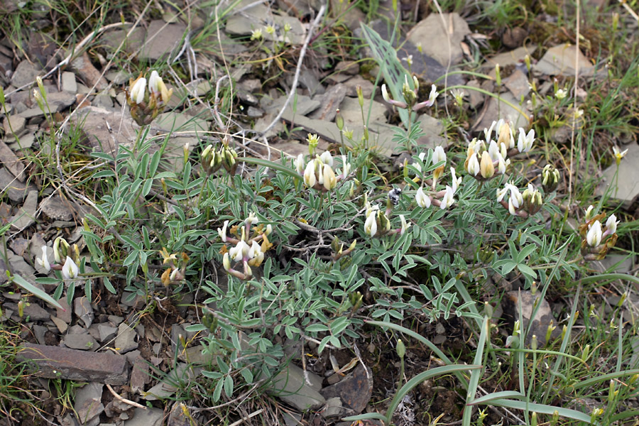 Image of genus Astragalus specimen.