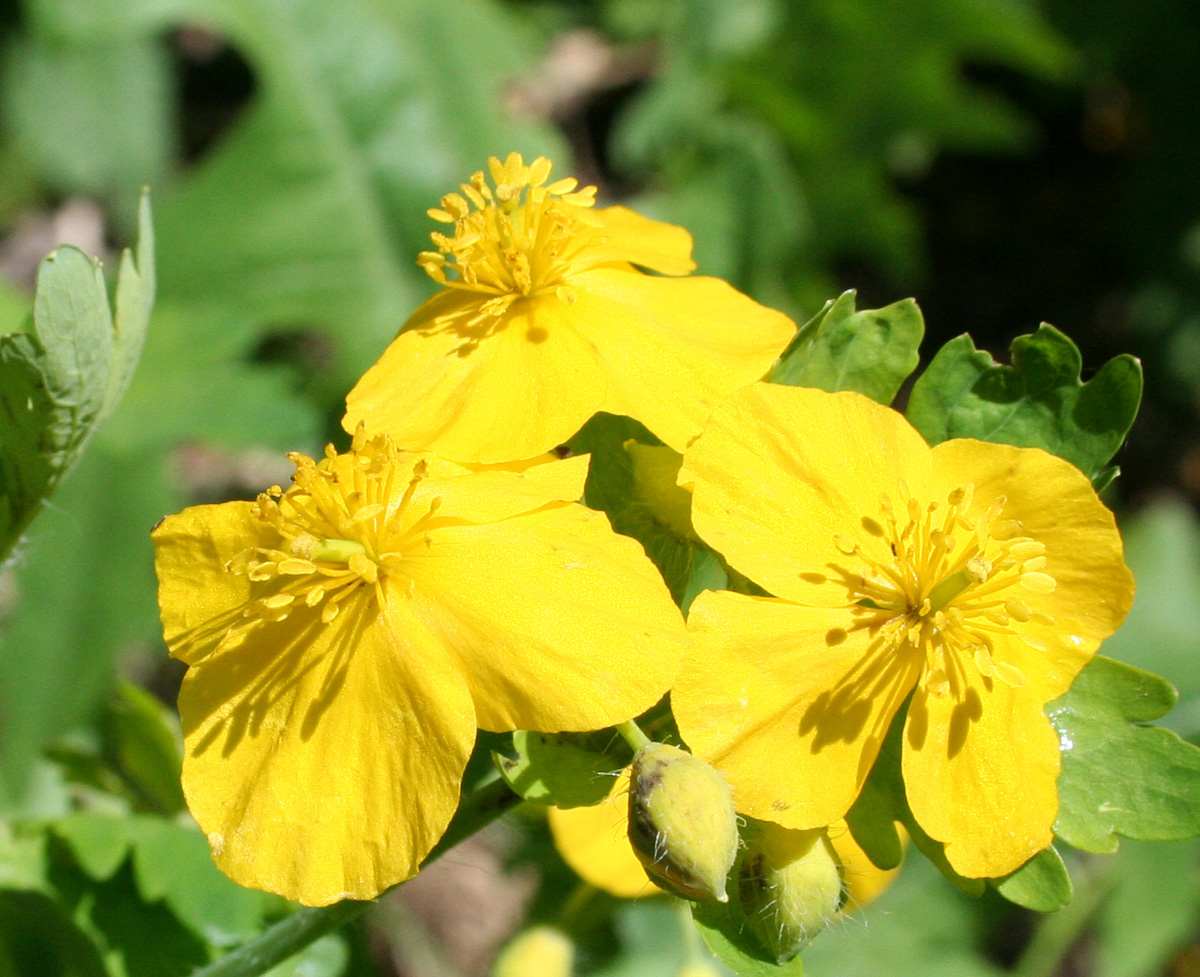 Image of Chelidonium majus specimen.