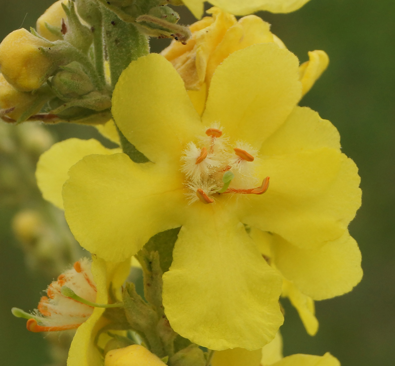 Image of Verbascum phlomoides specimen.