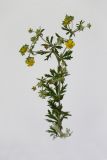 Potentilla argentea. Верхушка цветущего растения. Республика Молдова, пригород Кишинёва. 26 мая 2009 г.