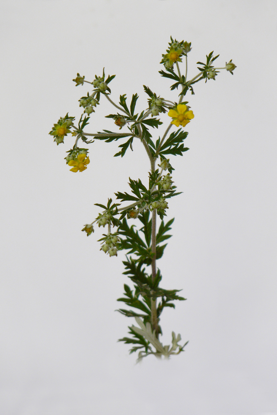 Image of Potentilla argentea specimen.