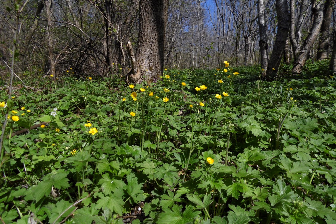 Изображение особи Ranunculus constantinopolitanus.