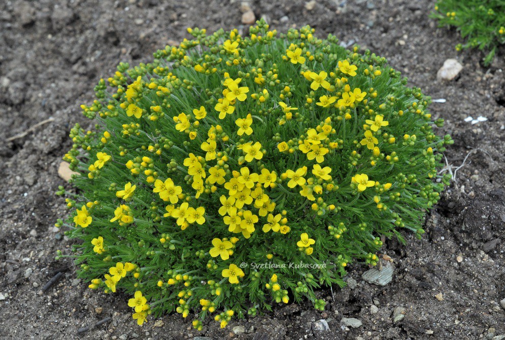 Image of Draba bruniifolia specimen.