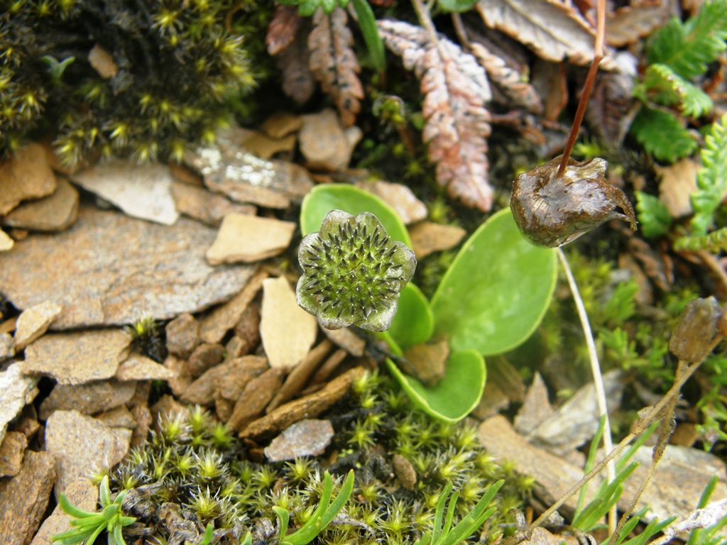 Image of Oxygraphis glacialis specimen.