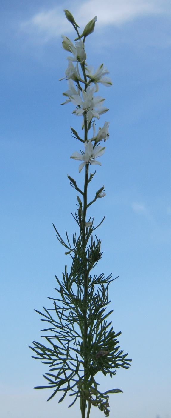 Image of Delphinium hispanicum specimen.