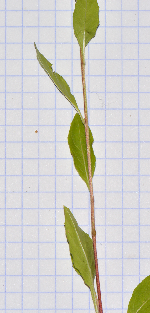 Image of Oenothera rosea specimen.