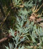 Romneya coulteri