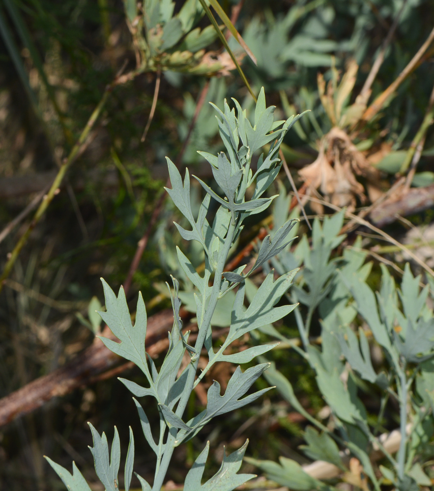 Image of Romneya coulteri specimen.