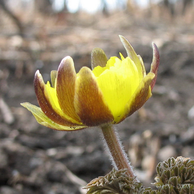 Image of Adonis amurensis specimen.