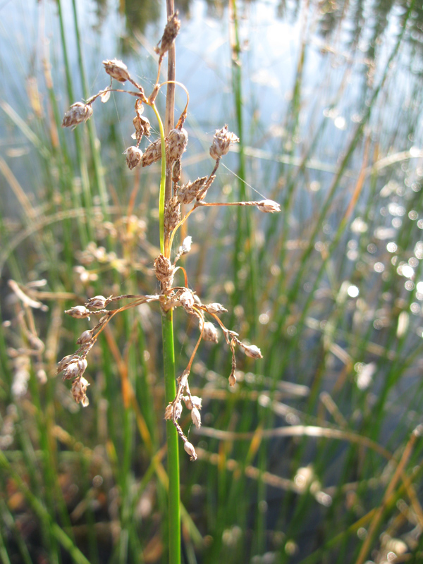 Image of Schoenoplectus lacustris specimen.