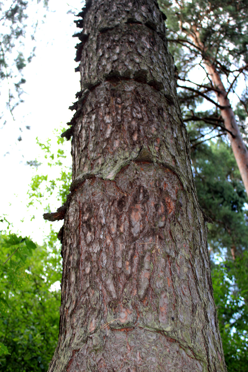 Изображение особи Pinus sylvestris.