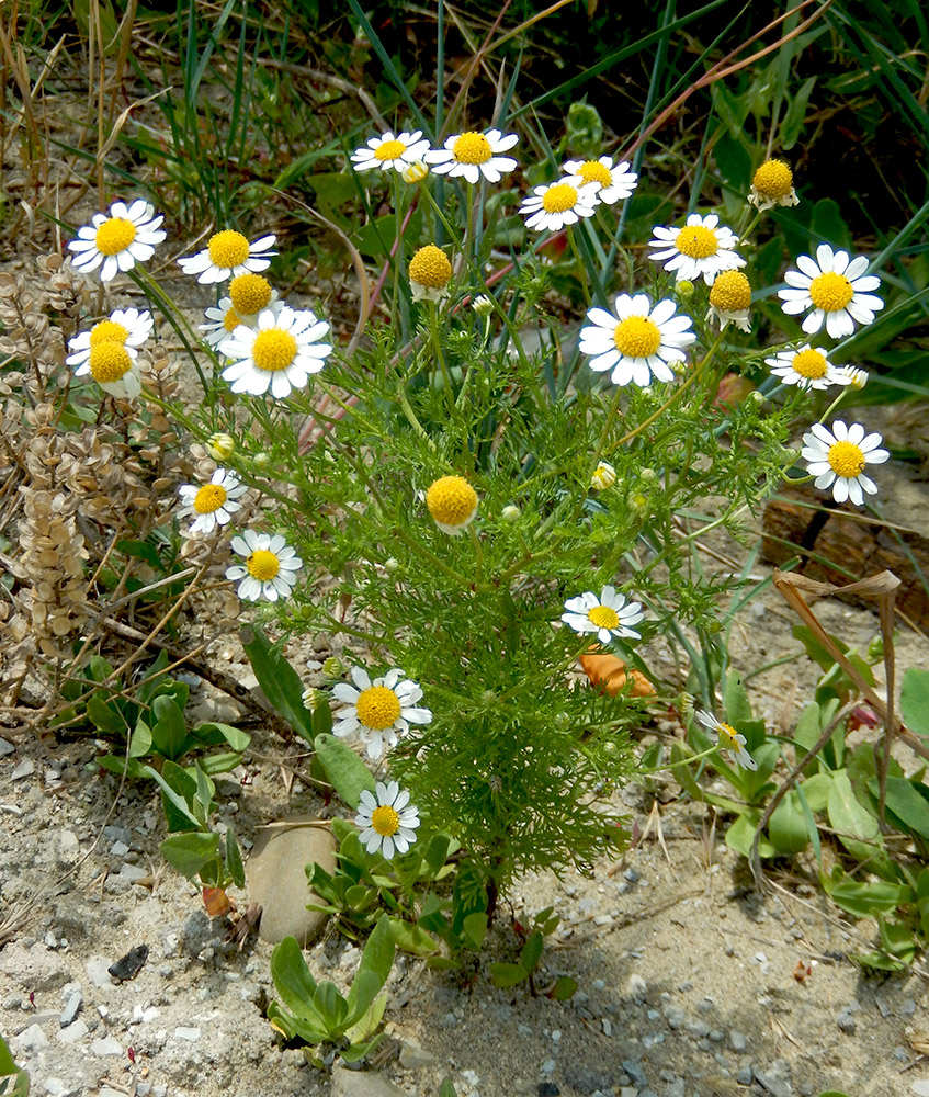 Image of Anthemis cotula specimen.