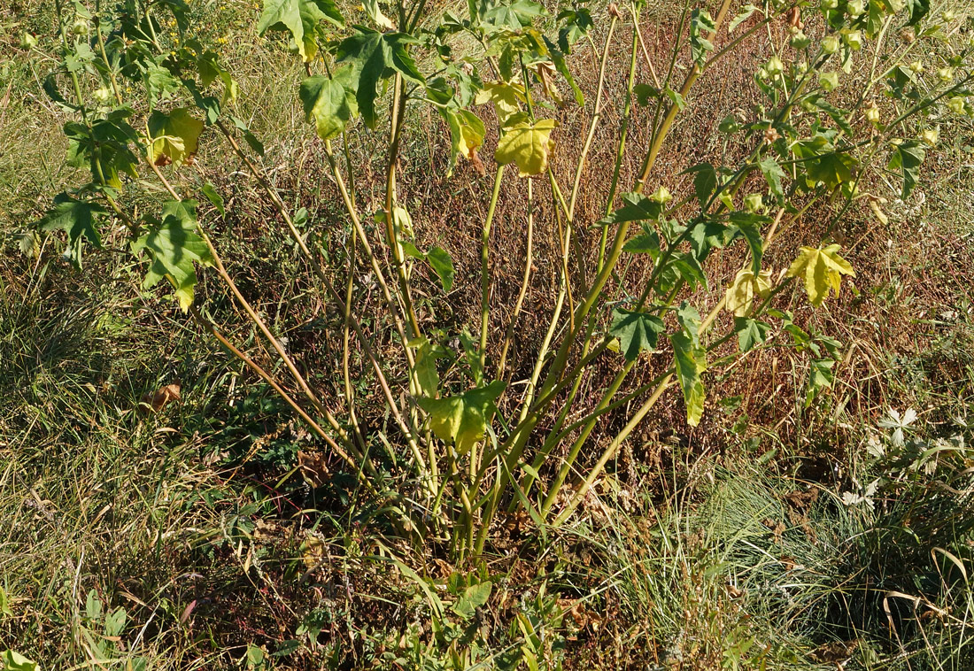 Image of Malva thuringiaca specimen.