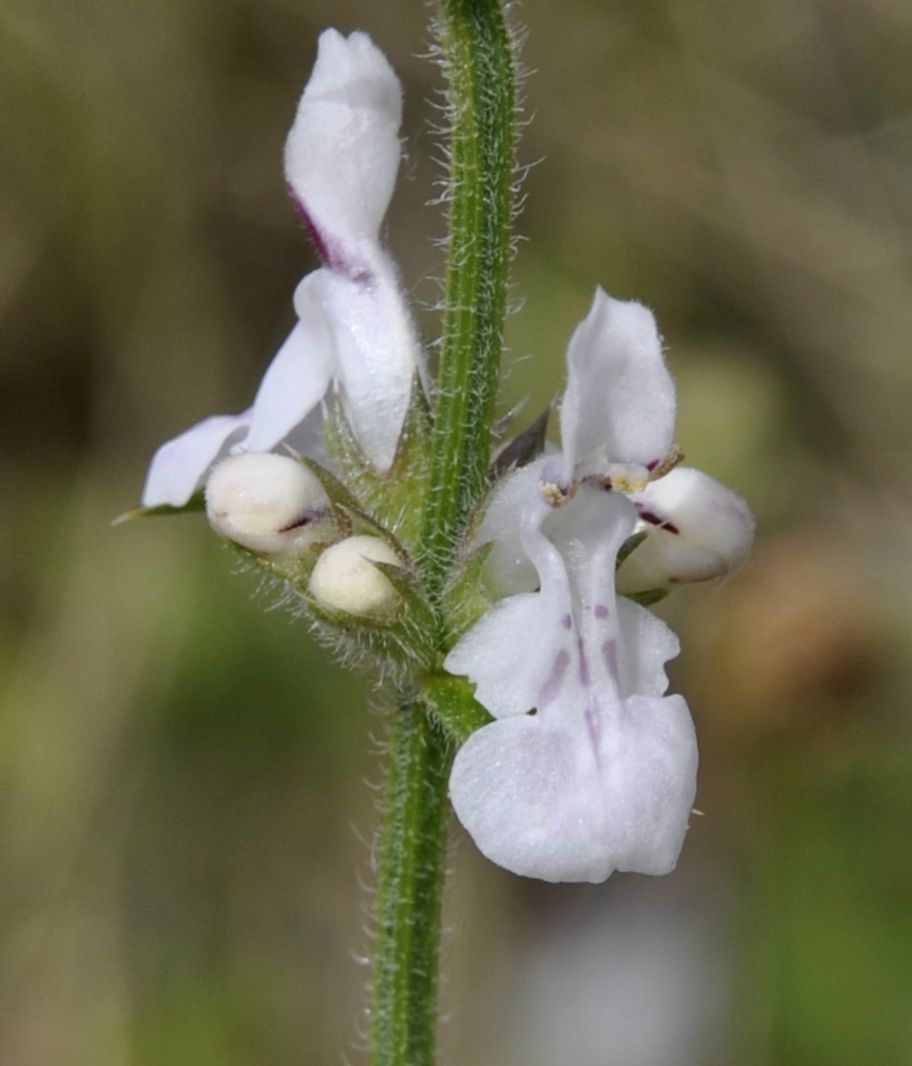 Изображение особи род Stachys.