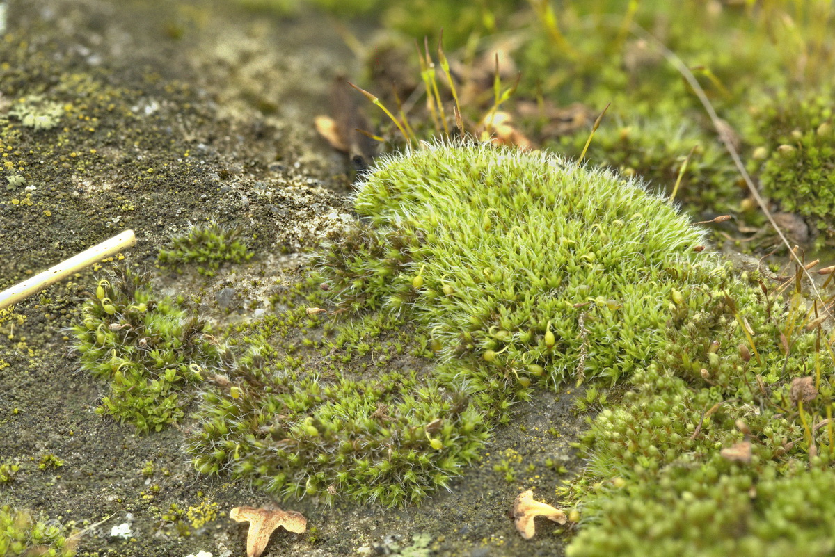 Изображение особи Grimmia pulvinata.