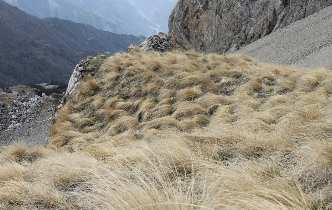 Изображение особи Festuca woronowii.