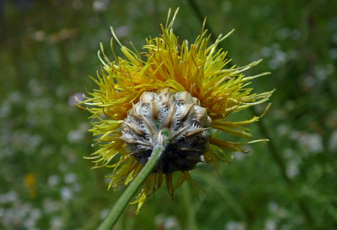 Image of Centaurea orientalis specimen.