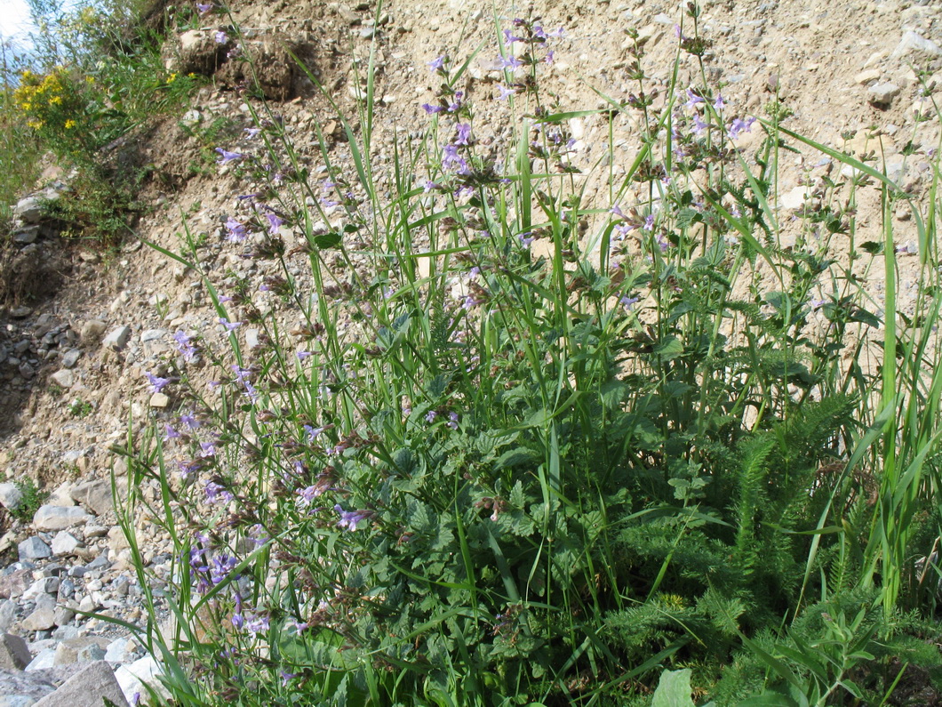 Изображение особи Lophanthus schrenkii.